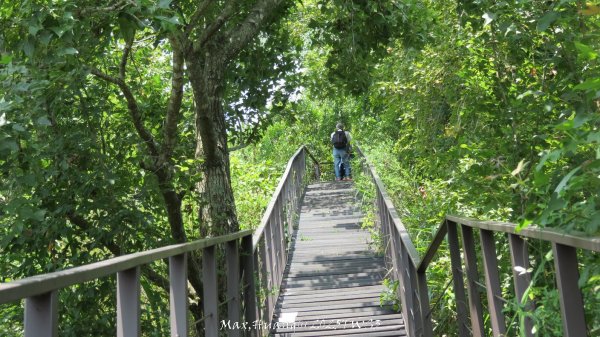 《南投》峰峰相連｜草屯九九峰森林步道O型202509062879296