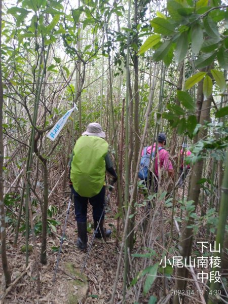 [新竹芎林]小尾山南稜...清理釘牌2111950