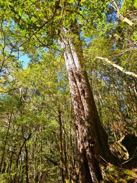 特富野古道-2024嘉遊好步道．來嘉走走2674372