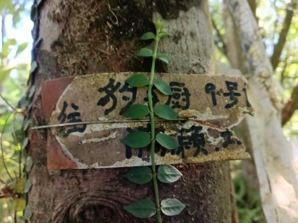 坪林區南豹子廚山+豹子廚古道+北豹子廚山2900479