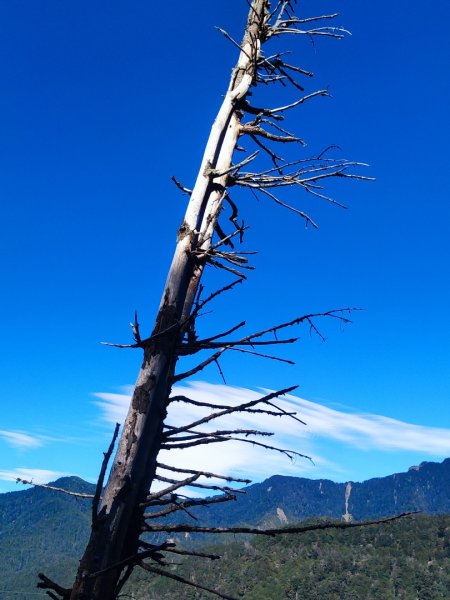 單攻志佳陽2725294