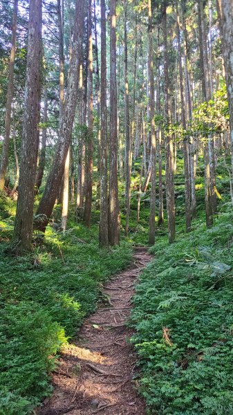 新竹五峰-油羅山2651284