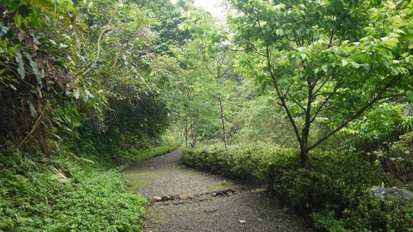 腦寮坑古步道連走拱照步道登山健行趣(步道)1666989