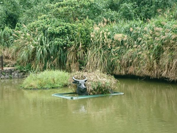 貓空樟樹步道 2017.05.21139505