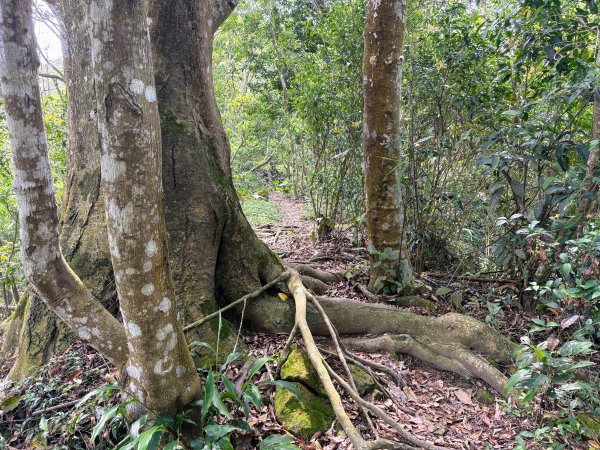 暗影山步道2753082