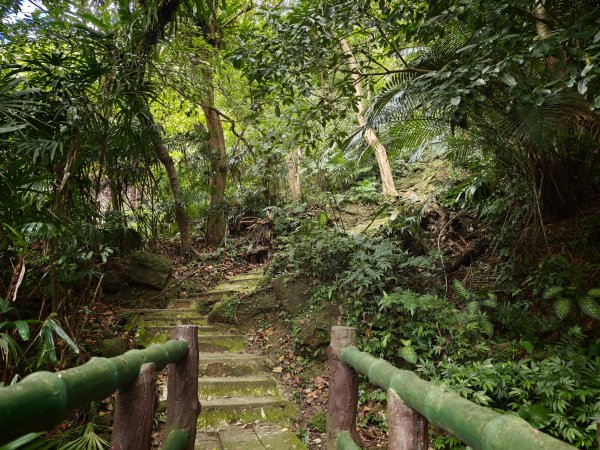 [淡蘭古道] 2026_0523 南路第一段_妙高台步道3069496