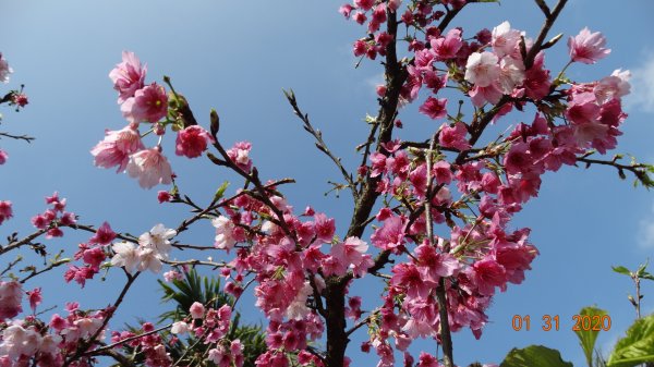 追花是簡單的快樂，賞花是恬淡的幸福3819040