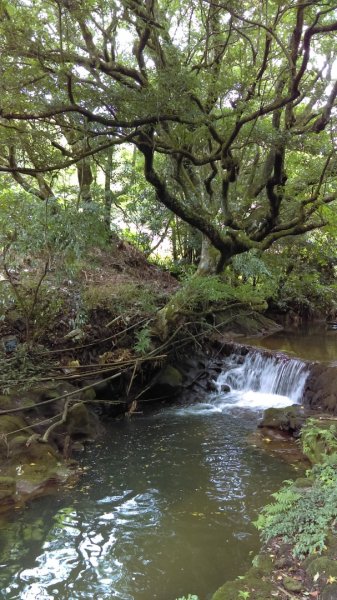 【臺北大縱走2】頂湖和竹子湖賞繡球花海芋981899