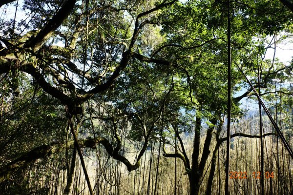 嘉義 竹崎 光崙山、摩天嶺1941104