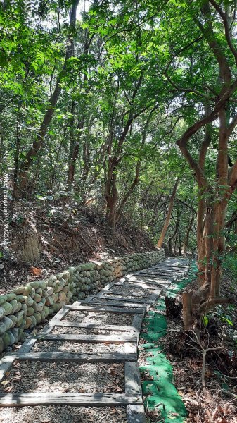 《彰化》富士櫻花｜花壇大嶺巷步道群及西來園（銀行山）登山步道202402132424696