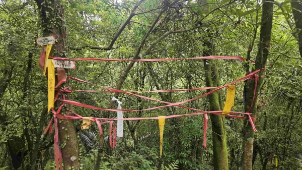 20250523千階嶺步道-平湖東西步道-乾坑古道2796213