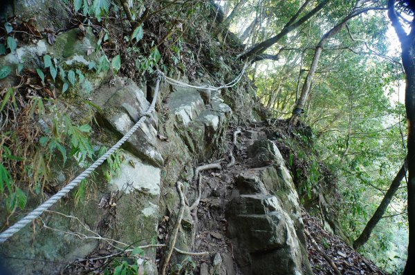 苗栗 泰安 上島山3023053