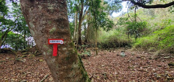 2023-04-03鳴海山、網子山登山步道2094999