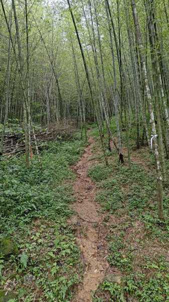 桃園金面山3077108