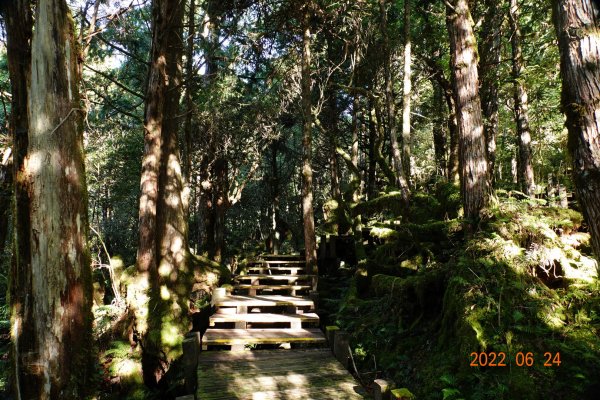 宜蘭 大同 太平山森林遊樂區 檜木原始林步道1743661