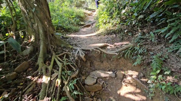 20251216太平山石門山小粗坑山O型+蕃薯藤TINA廚房2972592