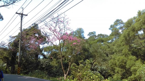 絢麗燦爛的滬尾櫻花大道、景致優美的天元宮874765