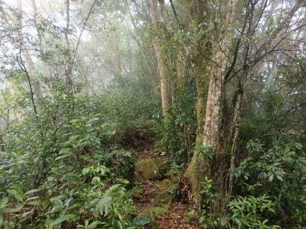 關西鎮太元宮-赤柯山-赤柯山南峰-東獅頭山-西獅頭山-東獅頭山8字走3022865
