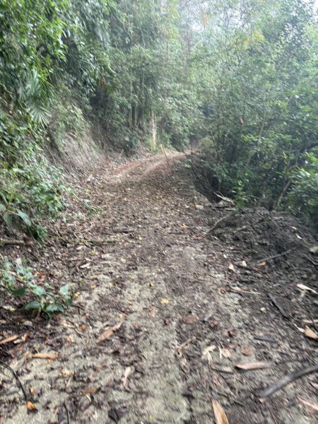 20251108西阿里關山步道(小林村東側登山口啟登)2933492