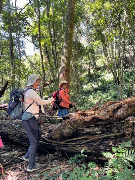 瞭望台-瓊山-望美山-獵人古道2886898