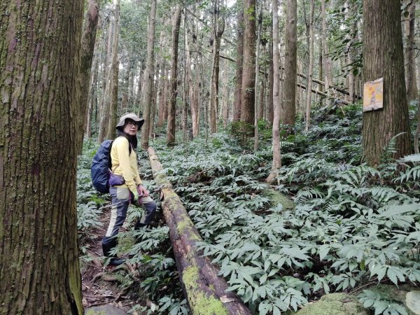 向天湖三山+ 南大龜山3012326