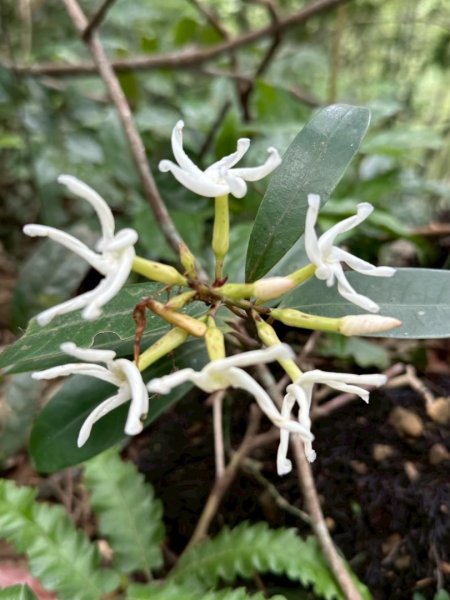 嶺頭觀日步道，西九分坑山O走2809632