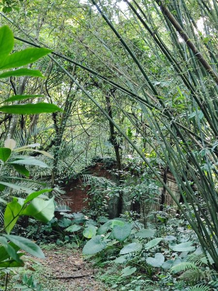 新山夢湖-友蚋山-友蚋南峰-五指山古道2755368