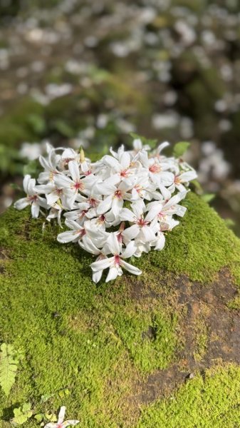 20250504大艽芎古道2837810