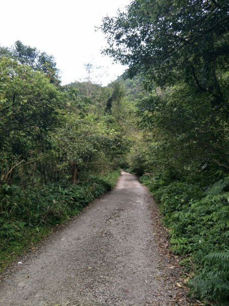 (臺灣百大必訪步道)松羅步道1641080