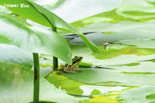 【保育】臺北赤蛙野放有成果！自我繁殖族群被發現