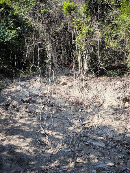 2026-02-10 白雲山2999928