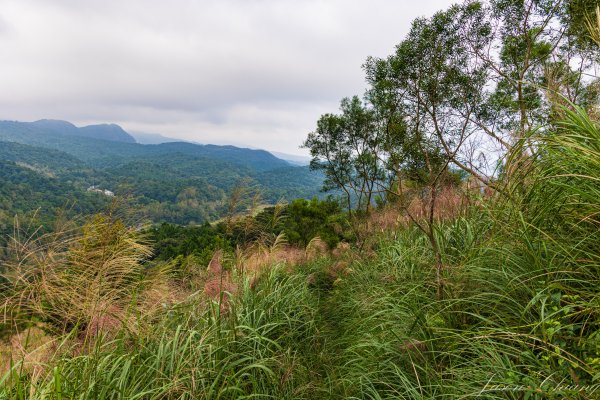[宜蘭]鵲子山2932534