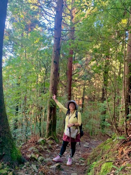 觀霧-榛山步道2926040