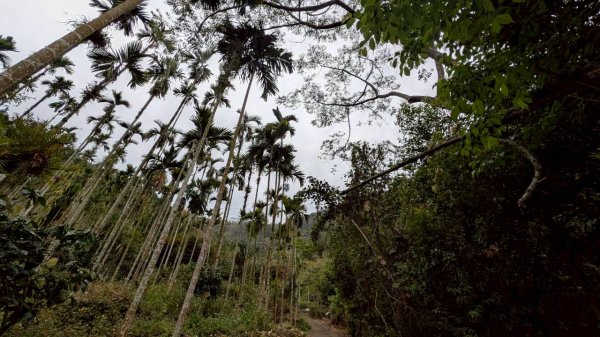 後尖山步道3008289