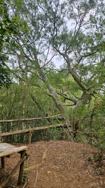 20260107竹東三山跟寶山十連峰2980131