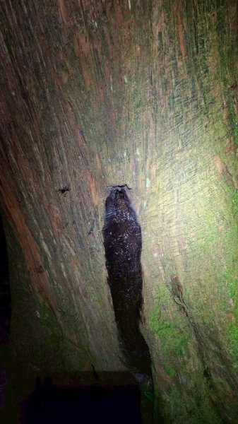 20251106北大武山步道☁️ 喜多麗雲海2931343