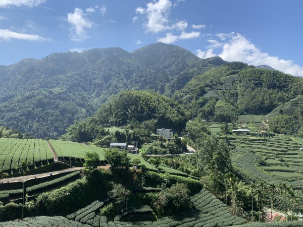 20250816嘉義鼠眉毛O繞2864075