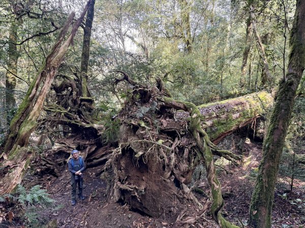鎮西堡巨木步道B區全段+A區部分3008543