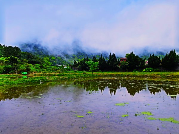 2019竹子湖海芋季 來一場幸福的相芋555531