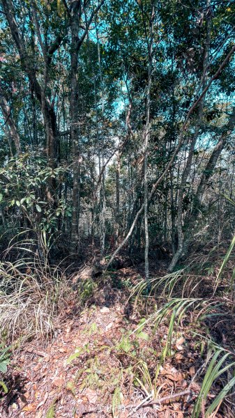 探勘路線上唐麻丹山3043656