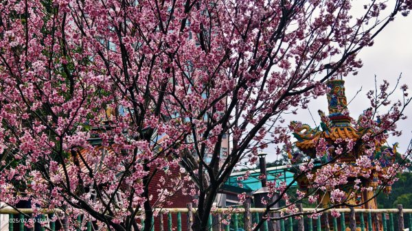 2/20 #天元宮 #墨染櫻(香水櫻)  #楓樹湖 #木蘭花(辛夷)2716230