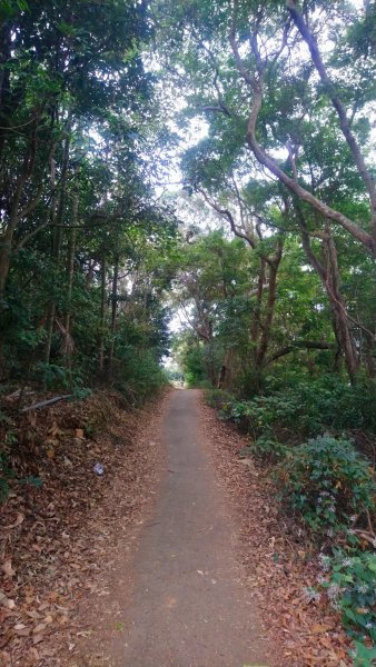 連走松柏坑山和橫山小百岳1555576