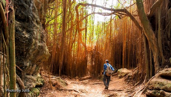 高雄柴山秘境 泰國谷 一簾幽夢878910