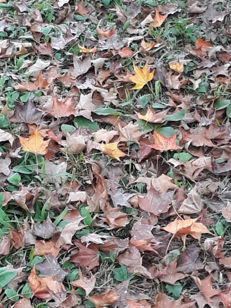 嘉義二延平步道觀雲瀑20181208478147