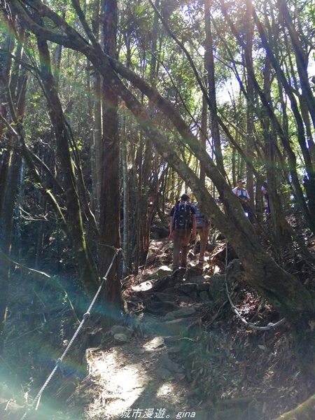【台中。和平】綠蔭杉林大口森呼吸。 橫嶺山自然步道x橫嶺山主峰1497938