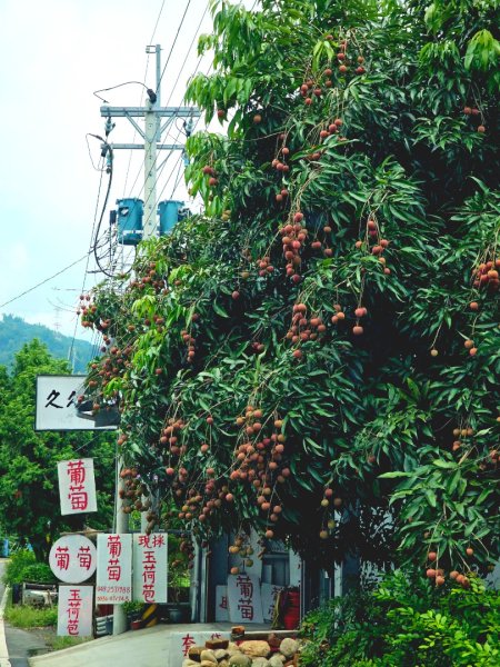 九九峰森林步道-(南投)臺灣百大必訪步道2805933