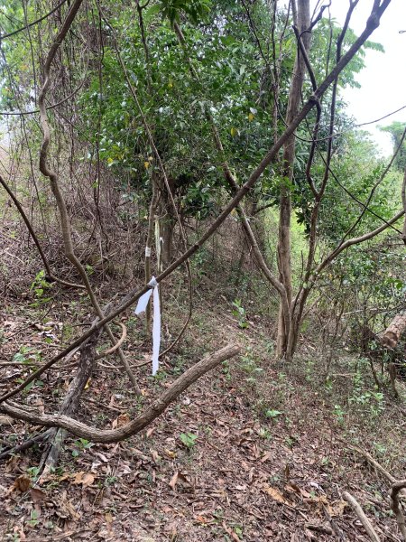 20250531屏東武潭(新厝山)2803212