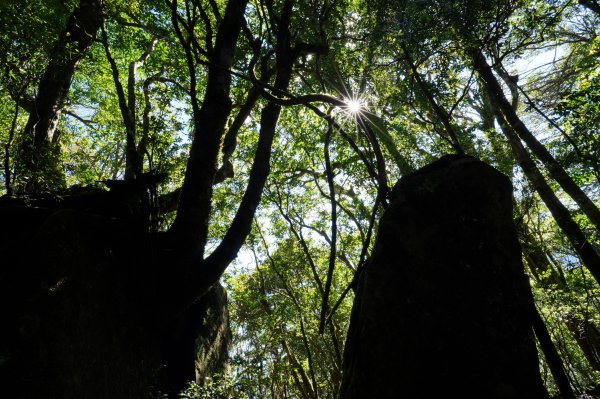 新竹 尖石 東穗山、島田山2939432