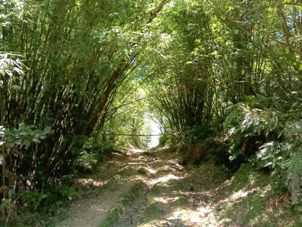 平溪區嶺腳步道+望古坑保甲路+嶺腳寮山+望古賞瀑步道(瀑布)+望古坑古道2825924