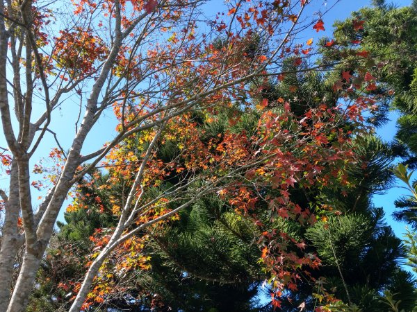 馬那邦山(小百岳#37)登山步道。點點楓紅 2020/12/131425320
